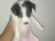 Safira