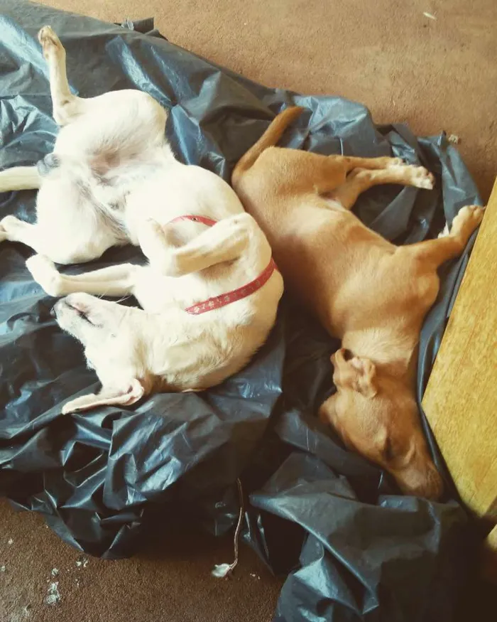 Cachorro ra a SRD idade 1 ano nome Lucky e Snow