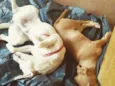 Lucky e Snow