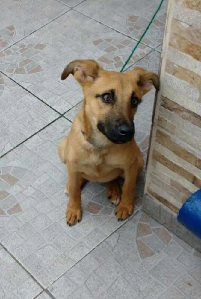 Cachorro ra a Sem raça definida idade 2 a 6 meses nome Nina