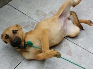 Cachorro raça Sem raça definida idade 2 a 6 meses nome Nina