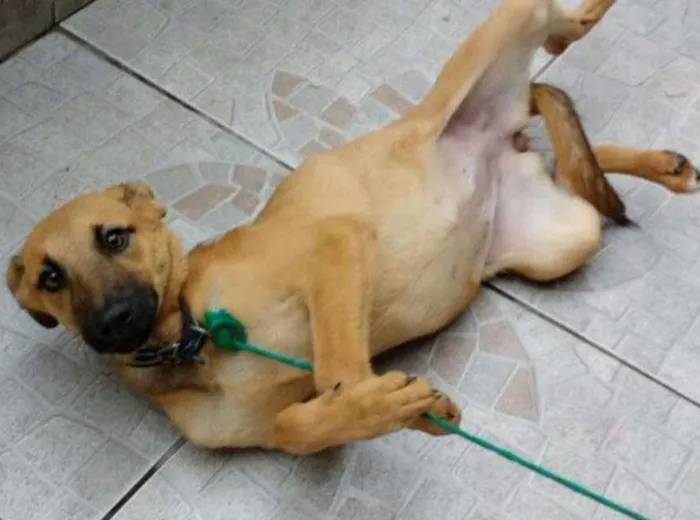 Cachorro ra a Sem raça definida idade 2 a 6 meses nome Nina