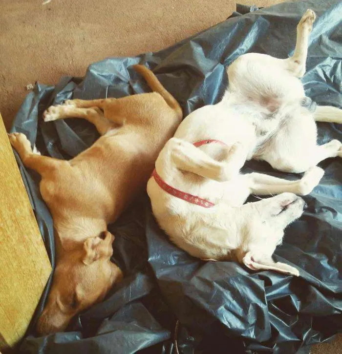 Cachorro ra a SRD idade 1 ano nome Lucky e Snow