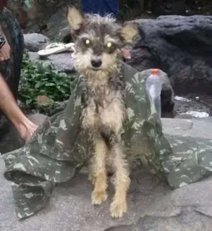 Cachorro raça Vira lata idade  nome ...