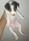 Safira
