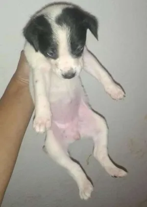 Cachorro raça Indefinida idade 2 a 6 meses nome Safira