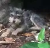 Cachorro ra a Vira lata idade  nome Adoção ou lar temporario