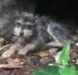 Cachorro raça Vira lata idade  nome Adoção ou lar temporario
