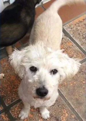 Cachorro raça mix lhasa com poodle idade 3 anos nome Paçoca