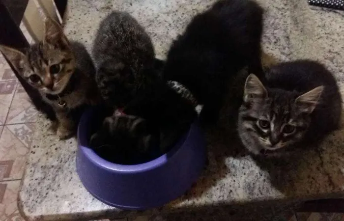 Gato ra a não idade 2 a 6 meses nome filhotes