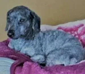 Cachorro raça Poodle idade 1 ano nome Ziggy