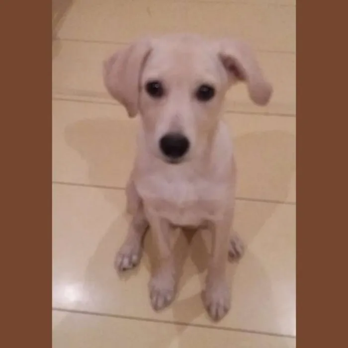 Cachorro ra a Mestiça  idade 2 a 6 meses nome Shiva