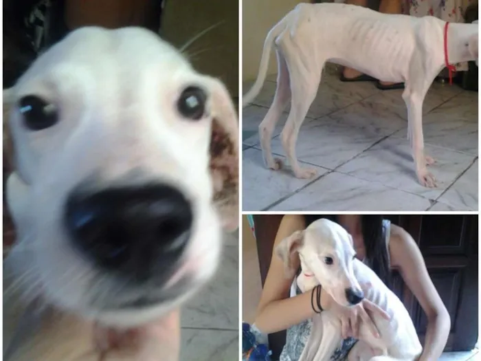 Cachorro ra a Dalmata idade 2 a 6 meses nome Aquilhes