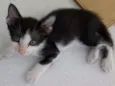 Mimi