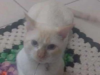 Gato ra a  idade 2 anos nome Arthur