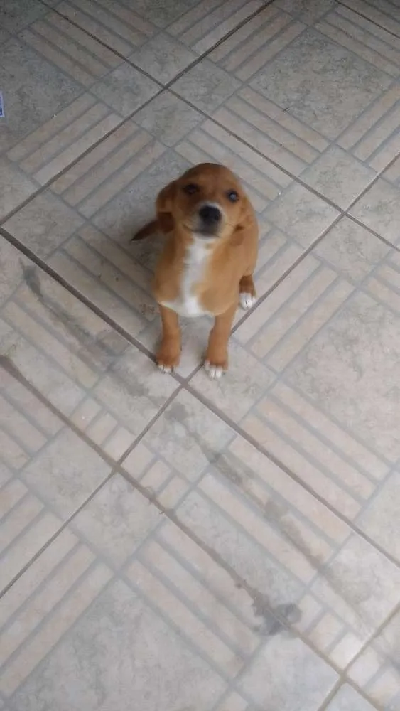 Cachorro raça Vira lata idade 2 a 6 meses nome Sem nome