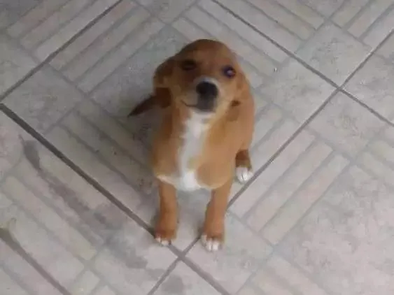 Cachorro raça Vira lata idade 2 a 6 meses nome Sem nome