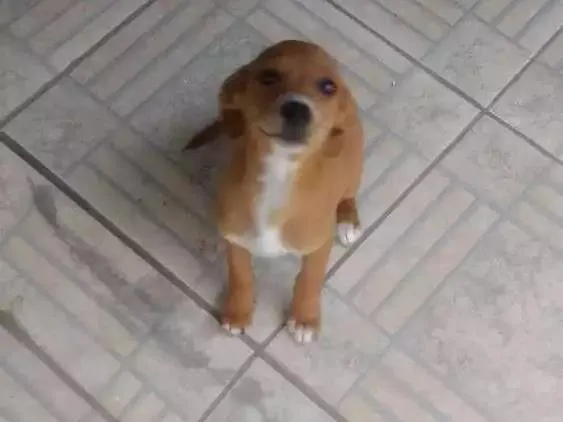 Cachorro raça Vira lata idade 2 a 6 meses nome Sem nome