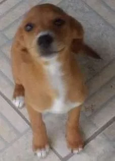 Cachorro raça Vira lata idade 2 a 6 meses nome Sem nome