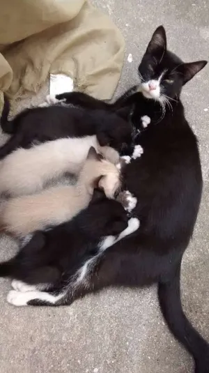 Gato raça  idade 2 a 6 meses nome Siameses e Pretinho