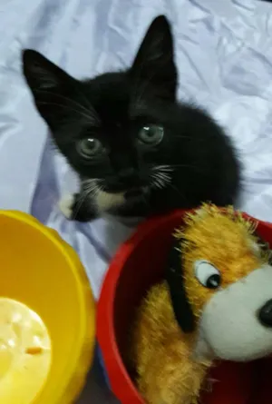 Gato raça Sem Raça Definida.  idade Abaixo de 2 meses nome SEM NOME