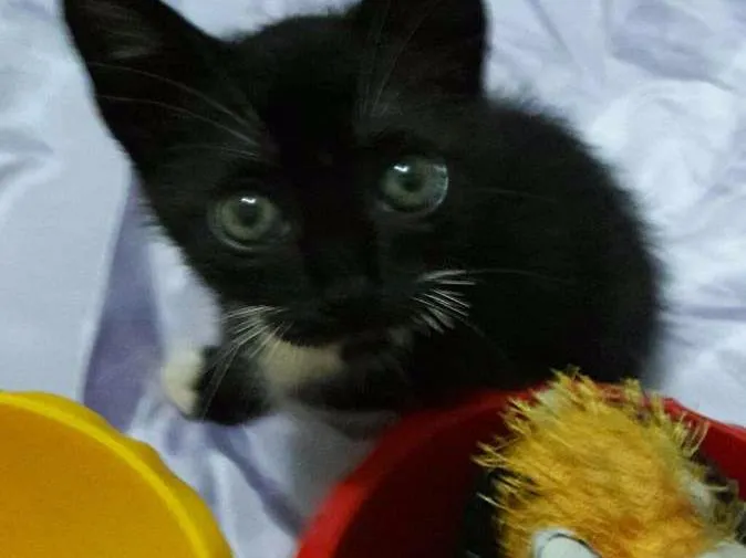 Gato ra a Sem Raça Definida.  idade Abaixo de 2 meses nome SEM NOME
