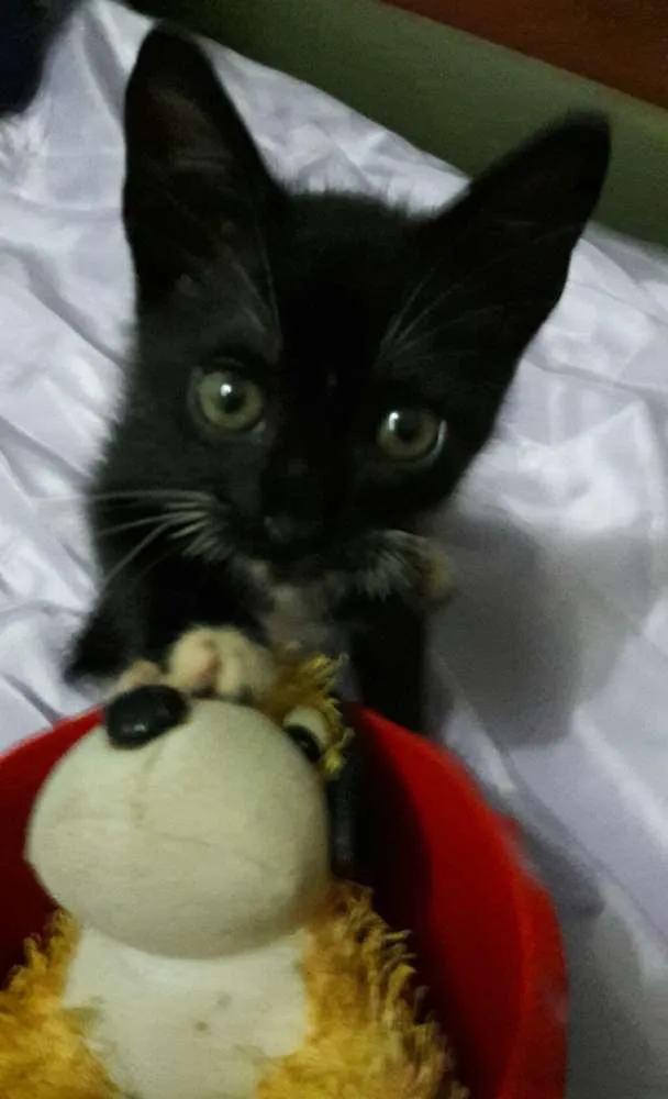 Gato ra a Sem Raça Definida.  idade Abaixo de 2 meses nome SEM NOME