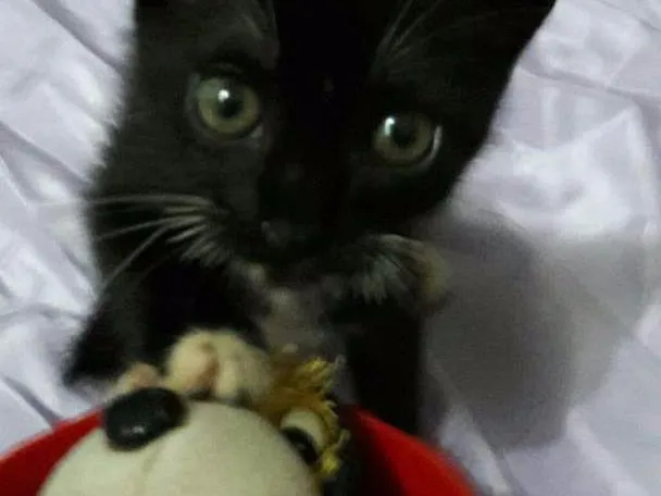 Gato ra a Sem Raça Definida.  idade Abaixo de 2 meses nome SEM NOME