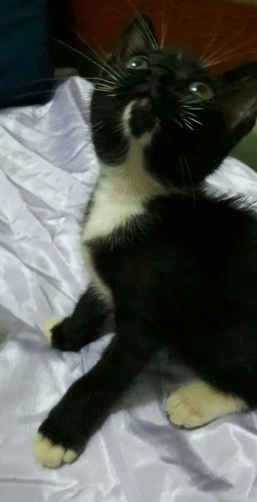 Gato ra a Sem Raça Definida.  idade Abaixo de 2 meses nome SEM NOME