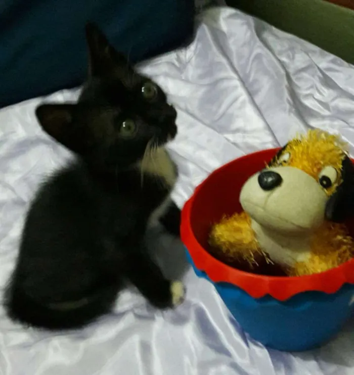Gato ra a Sem Raça Definida.  idade Abaixo de 2 meses nome SEM NOME