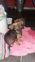 Bel e belinha