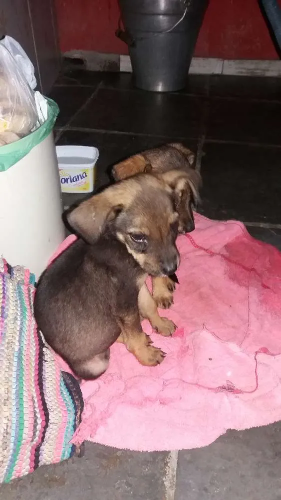 Cachorro raça Vira lata com pastor belga idade  nome Bel e belinha