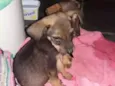 Bel e belinha