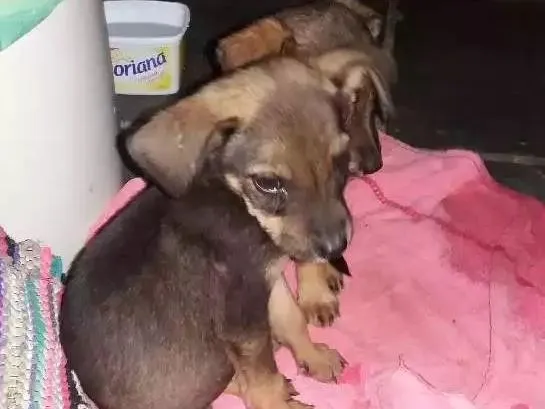 Cachorro raça Vira lata com pastor belga idade  nome Bel e belinha
