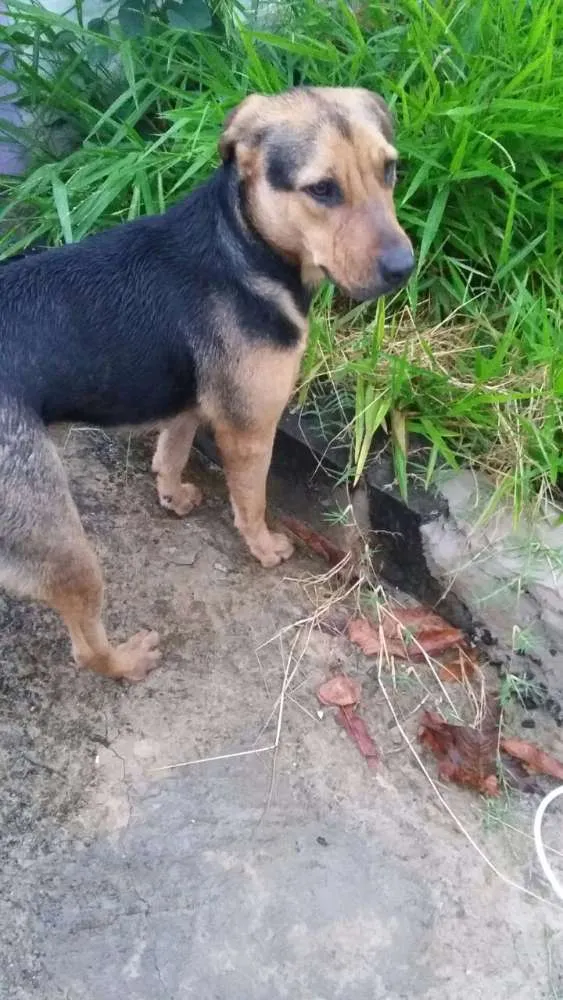 Cachorro ra a Não sei idade 1 ano nome Não sei, 