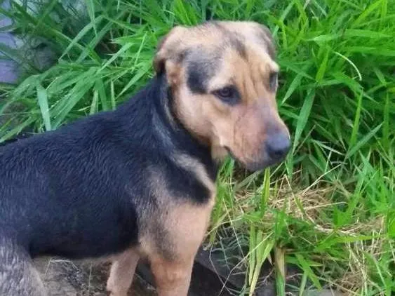 Cachorro ra a Não sei idade 1 ano nome Não sei, 