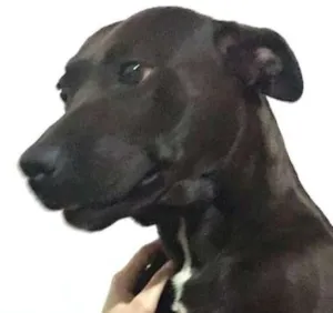 Cachorro raça Mestiça,uma das raças pitbull  idade 5 anos nome Pupoca