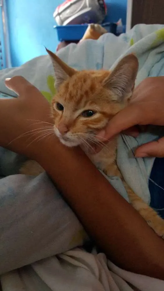 Gato ra a Nao sei  idade Abaixo de 2 meses nome Sem nome