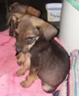 Bel e belinha