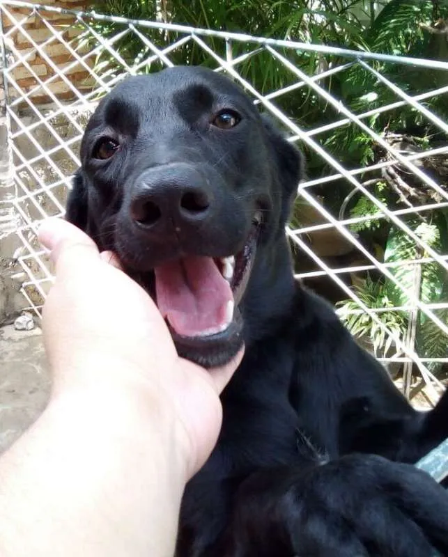 Cachorro raça Labrador idade 7 a 11 meses nome Obama