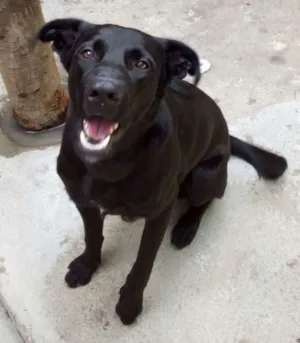 Cachorro raça Labrador idade 7 a 11 meses nome Obama