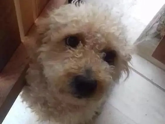 Cachorro ra a Poodle  idade 3 anos nome Maluf e Pretinha 