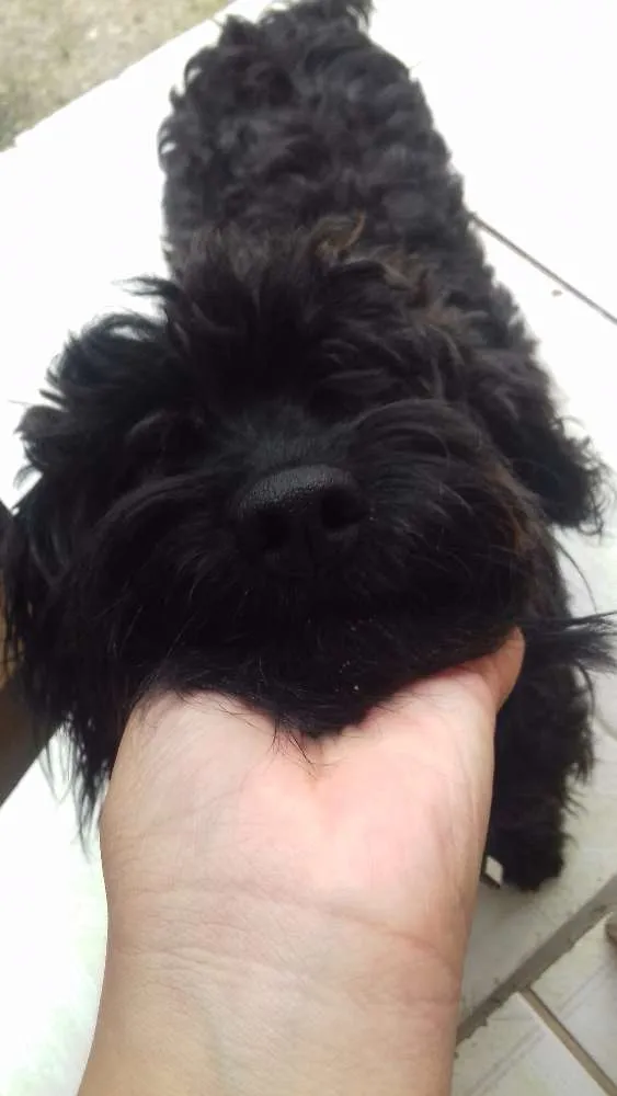 Cachorro ra a Poodle  idade 3 anos nome Maluf e Pretinha 