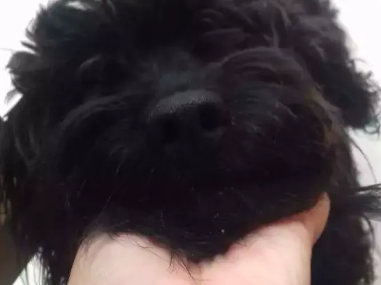 Cachorro ra a Poodle  idade 3 anos nome Maluf e Pretinha 