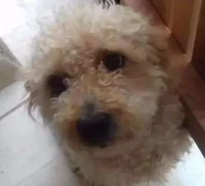 Cachorro raça Poodle  idade 3 anos nome Maluf e Pretinha 