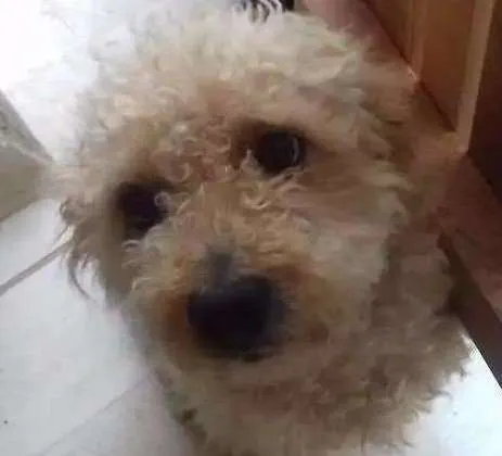 Cachorro ra a Poodle  idade 3 anos nome Maluf e Pretinha 