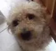 Cachorro raça Poodle  idade 3 anos nome Maluf e Pretinha 