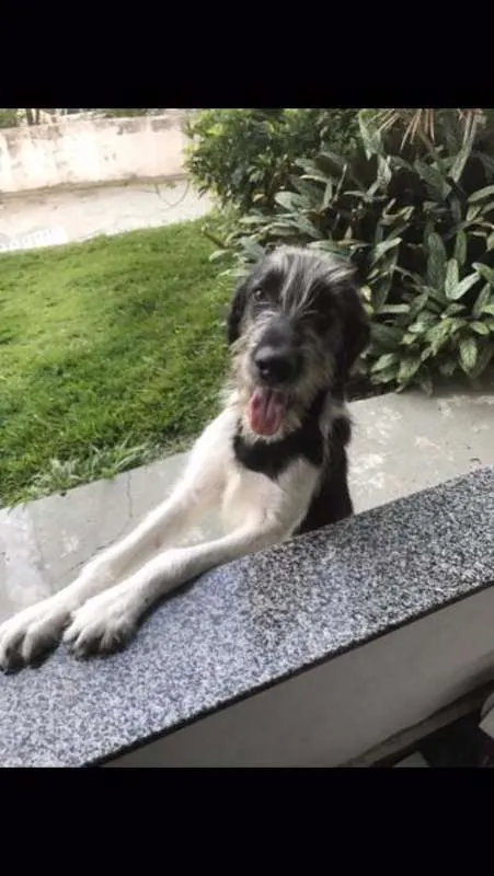 Cachorro ra a SRD idade 1 ano nome Crioulo