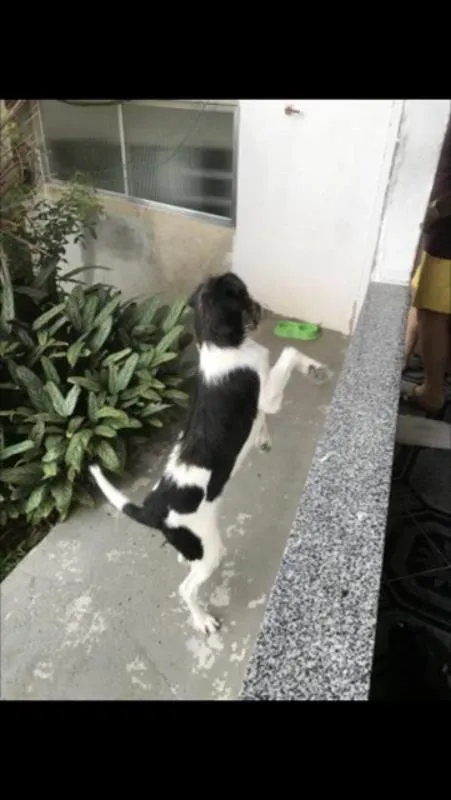 Cachorro ra a SRD idade 1 ano nome Crioulo