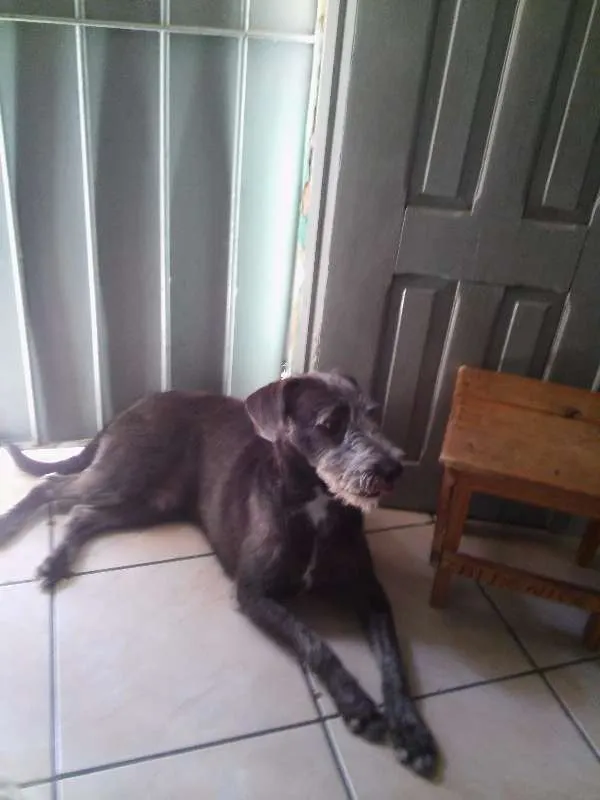 Cachorro ra a sem raça definida idade 7 a 11 meses nome Roque